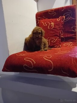 Maltipoo - 4