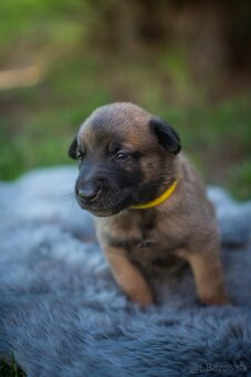 Belgický ovčiak Malinois - 4