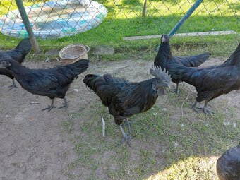 Ayam Cemani - 4