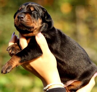 Doberman šteniatka na predaj - 4