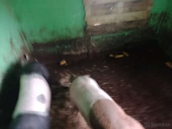 Predám prasatá - 4