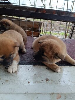 Šteniatka shiba inu - 4