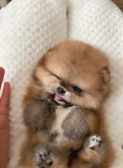 Pomeranian extra mini - 4