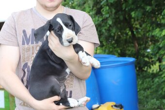 Nemecka doga s pp FCI - 4