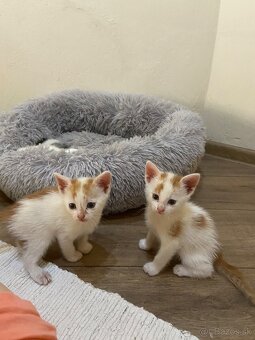 Kocúrikovia hľadajú nový domov - darujem🐾 - 4