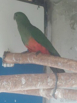 Papagaj kralovsky - 4