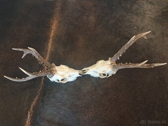 Trofeje srncov,parozie, parohy, trofej - 4