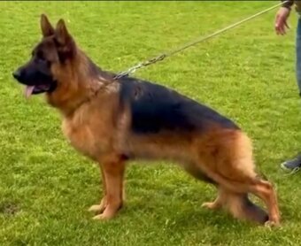 Nemecký ovčiak - 4