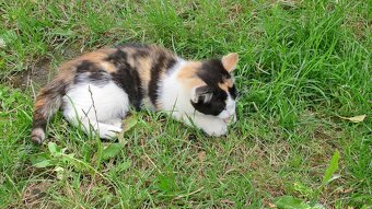 Maciatka do dobrych ruk - 4