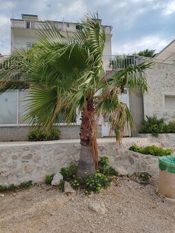 Mrazuvzdorné palmy Trachycarpus Fortunei - sadenice i - 4