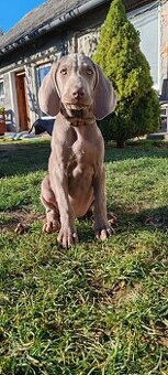 Weimarsky stavač - 4