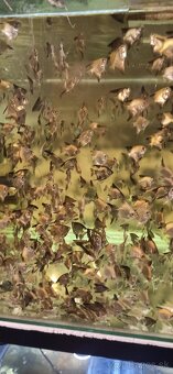 Skalár Bulgarian - 4