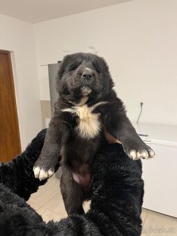 Stredoázijský ovčiak SAO - 4