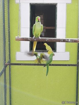 Alexander malý zelený Samček 2025,posledný kus. - 4