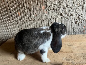 Francúzsky baran samica - 4