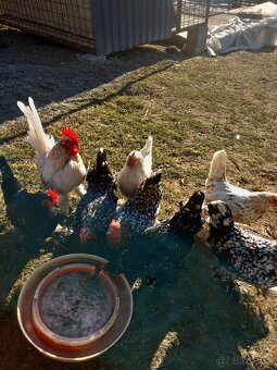 Predám kohúty milflerky ,holandanky - 4