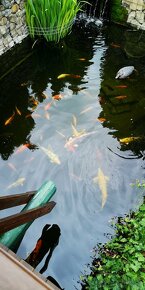 Koi kapor - ✅Koi kapre✅ - 4