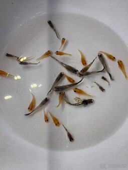 Gupky, molly, krevety - 4