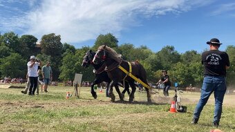 Pripúšťanie plemennými žrebcami - 4