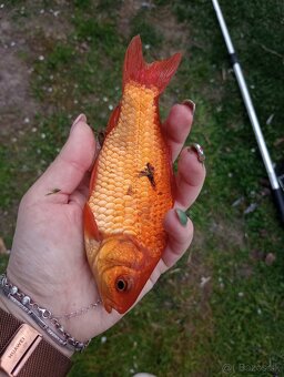 Jazierkové ryby - 4