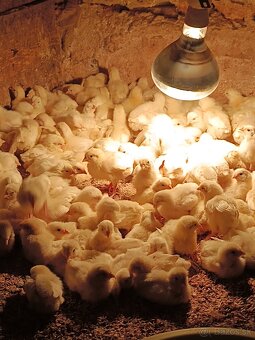 Nosnice Leghorn, sliepky, kury, kuriatka, kurčatá - 4