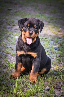 Rotvajler, rottweiler, RTW, s PP - 4