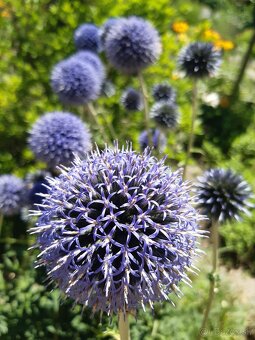 Echinops bannaticus "Blue Glow" - Ježibaba modrá - 4