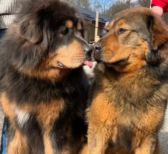 Tibetska doga šteniatka s PP - 4