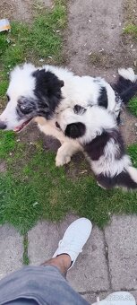 border kolia merle - 4