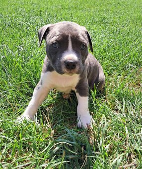 Šteniatka - Americký stafordšírsky teriér (Amstaff, Staford) - 4