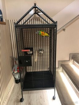 Papagaj senegalsky - 4