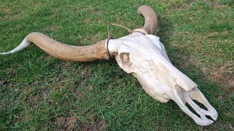 Lebka býka s rohmi dekorácia - 4