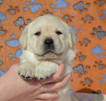 LABRADOR RETRIEVER s PP - 4
