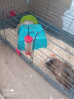 predám škrečka + Klietka - 4