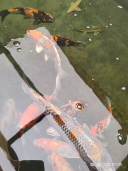 Koi Kapor - 4