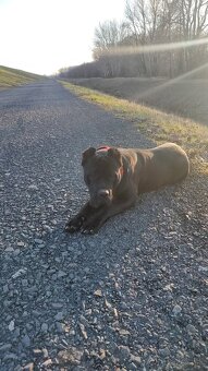 Cane corso - 4