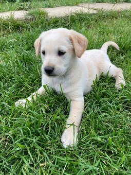 Šteniatka - labrador, retriever - 4