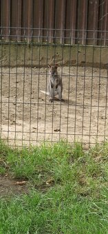 Klokan Wallaby - 4