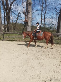 Palomino žrebček 13.5.2024QH/PH - 4
