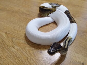 Python regius piebald - dve dospelé samice - 4