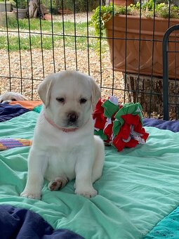 Labrador retriever žlté šteniatka s PP - 4