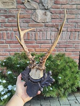 Trofej sibírsky srnec - 4