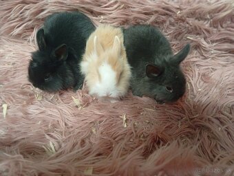 Zakrslí zajkovia - 4