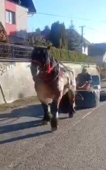 Ťažný kôň predaj - 4