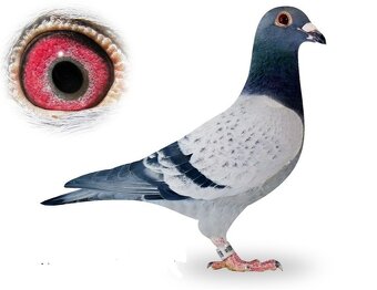 Poštové holuby - 4