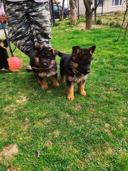 Nemecky ovčiak šteniatka - 4