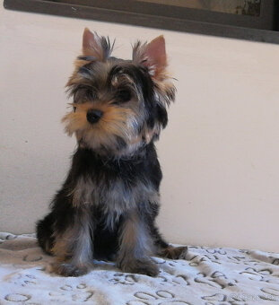 Yorkshire terrier York Yorkshir Yorkshirský teriér s PP - 4