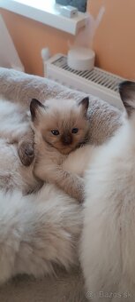 Ragdoll mačiatka, mačka - 4