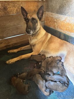 Belgicky ovčiak Malinois - 4