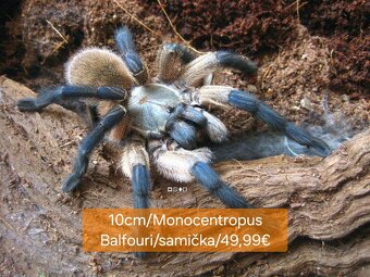 Sklípkani, Tarantule, Pavúky, Vtáčkare - 4